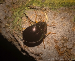 Hemicyclus splendens