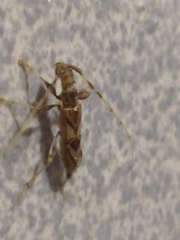 Compsibidion vanum