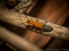 Stenoderus ostricilla