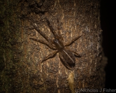 Gippsicola