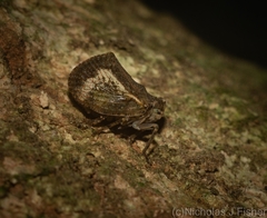 Cotylana angustifrons