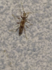 Compsibidion vanum