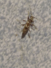 Compsibidion vanum