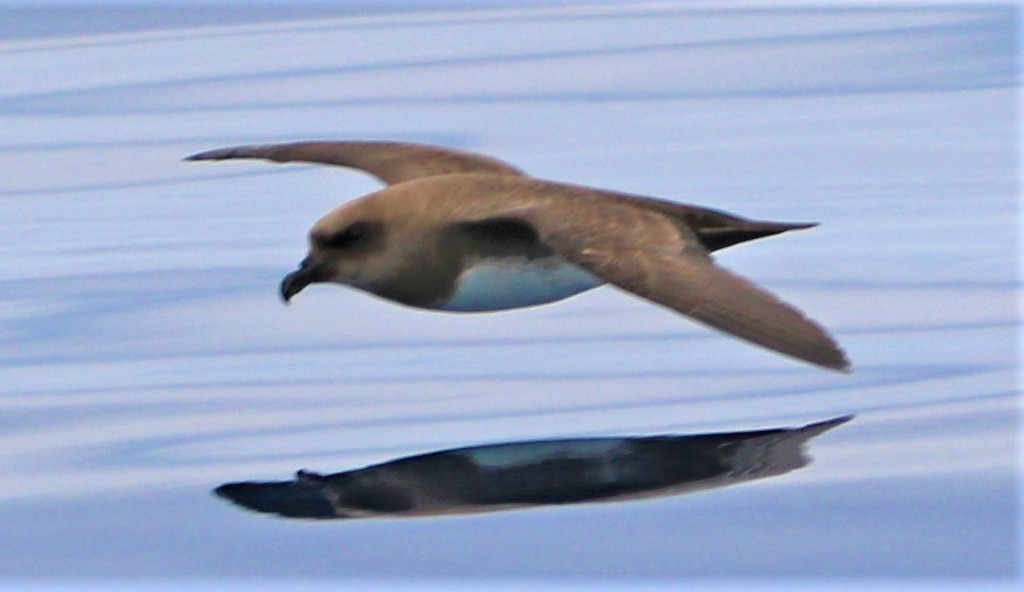 Atlantic Petrel photo