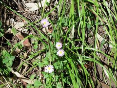 Brachyscome microcarpa