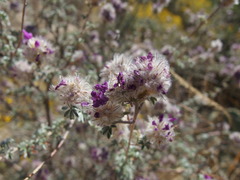 Dalea pulchra