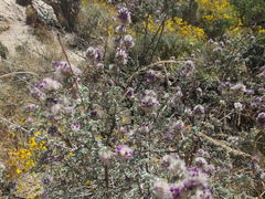 Dalea pulchra