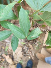 Flemingia macrophylla