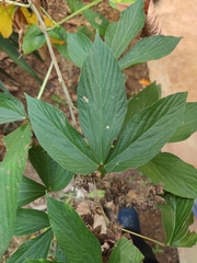 Flemingia macrophylla