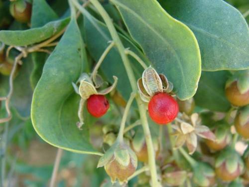 Baja California Stegnosperma