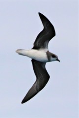 Pterodroma mollis