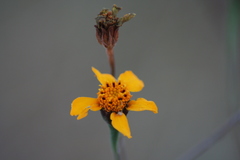 Dyssodia tagetiflora