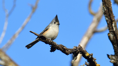 Baeolophus atricristatus