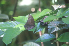 Morpho menelaus