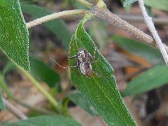 Oxyopes acleistus