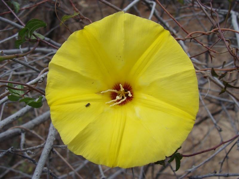 Yellow Morning Glory