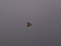 Asota canaraica
