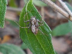 Oxyopes acleistus