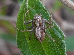 Oxyopes acleistus