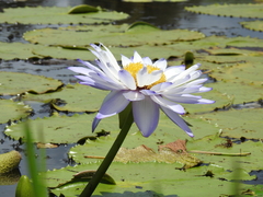 Nymphaea gigantea