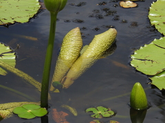 Nymphaea gigantea