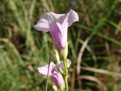 threefork morning glory