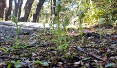 Pterostylis australis