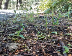 Pterostylis australis