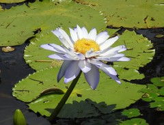Nymphaea gigantea