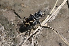 Cicindela fulgida