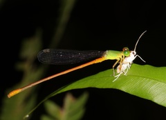 Parapoynx villidalis