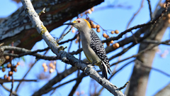 Melanerpes aurifrons