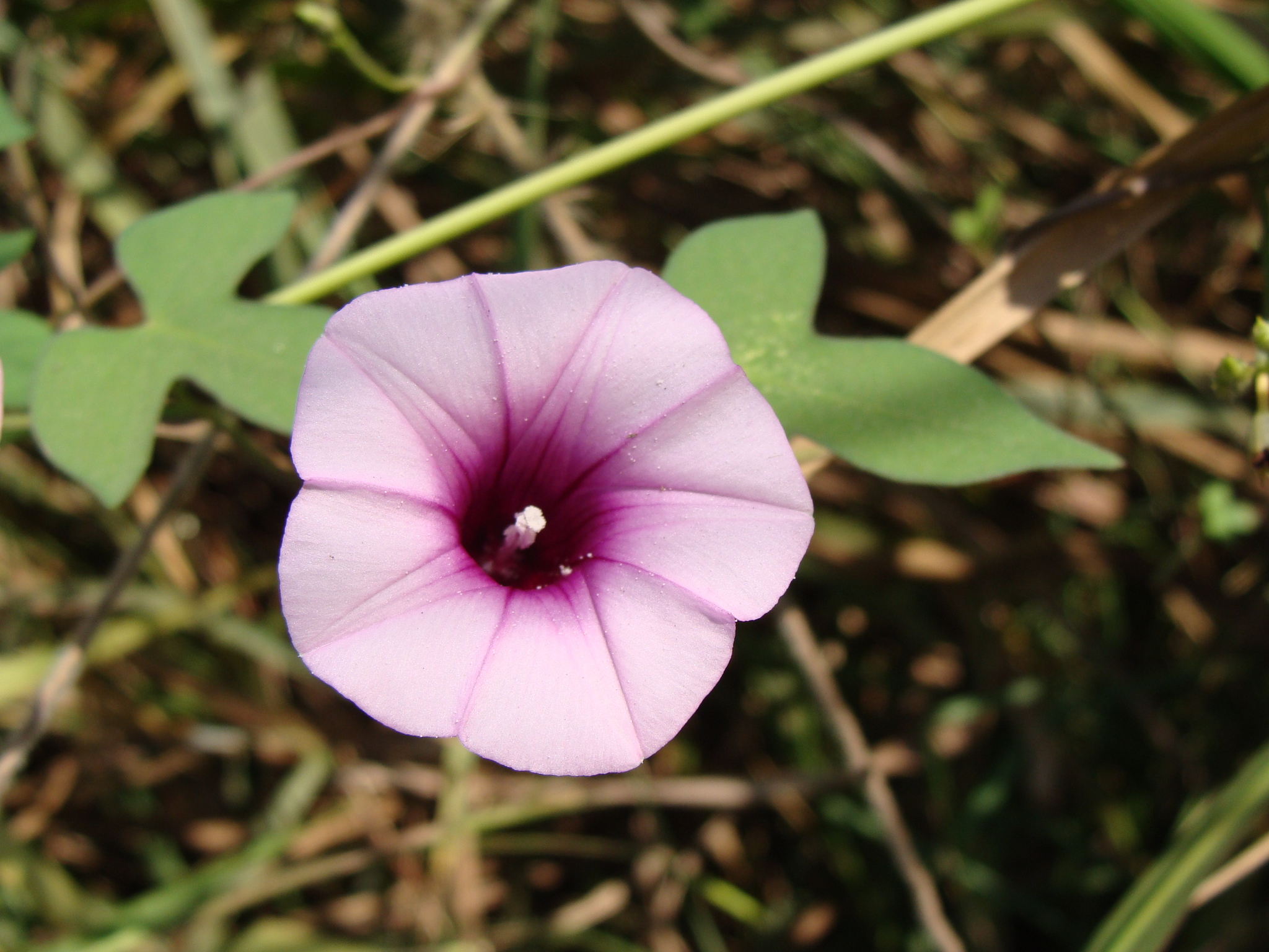 Ipomoea trifida