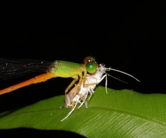 Parapoynx villidalis