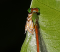 Parapoynx villidalis