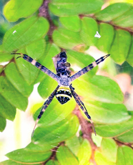 Argiope