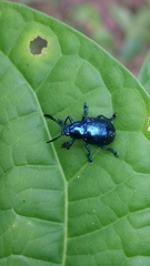 Platycorynus peregrinus