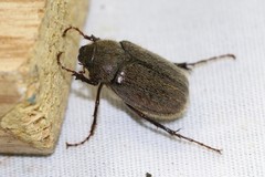 Phyllophaga crenulata