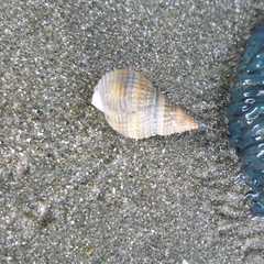 Nassarius fossatus