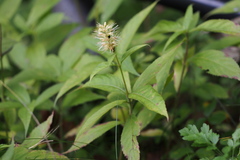 Comanthosphace japonica