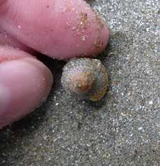 Nassarius fossatus