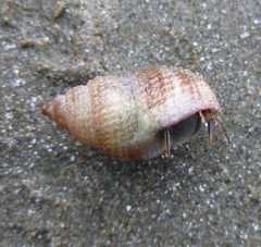 Nassarius fossatus