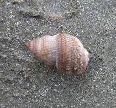 Nassarius fossatus