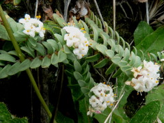 Pimelea urvilleana