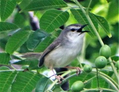 Prinia subflava pondoensis