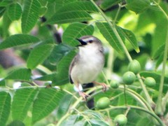 Prinia subflava pondoensis
