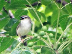 Prinia subflava pondoensis