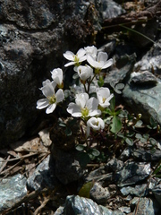 Cardamine plumieri