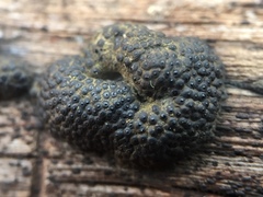 Annulohypoxylon annulatum