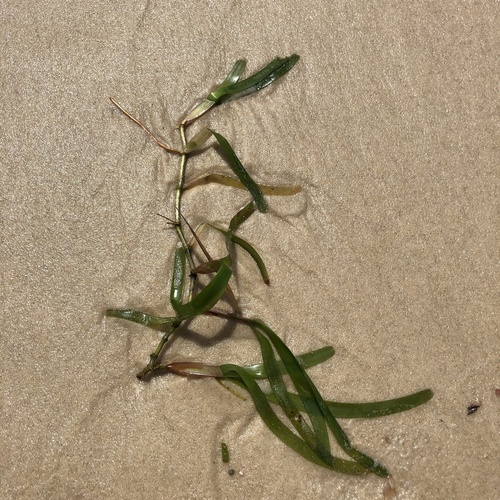 Cymodocea serrulata iNat (1)